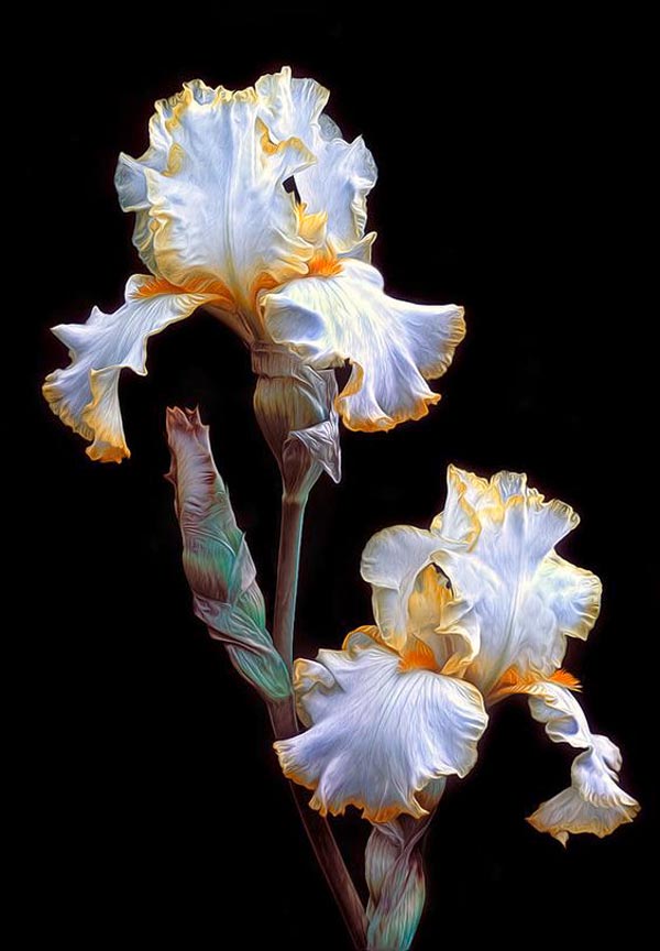 عکس گل زنبق سفید