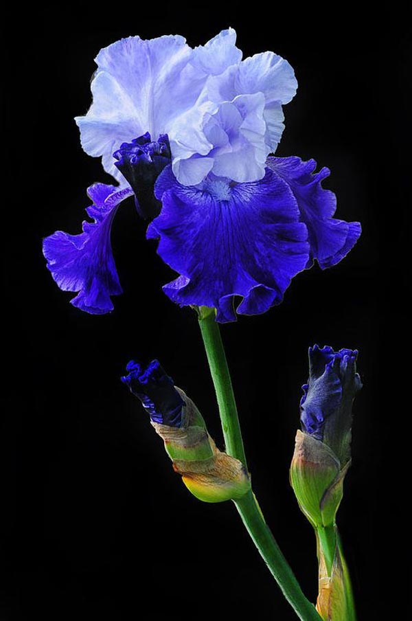 عکس گل زنبق وحشی