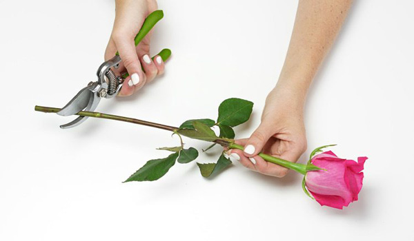 بریدن ساقه برای تازه نگه داشتن گل های طبیعی