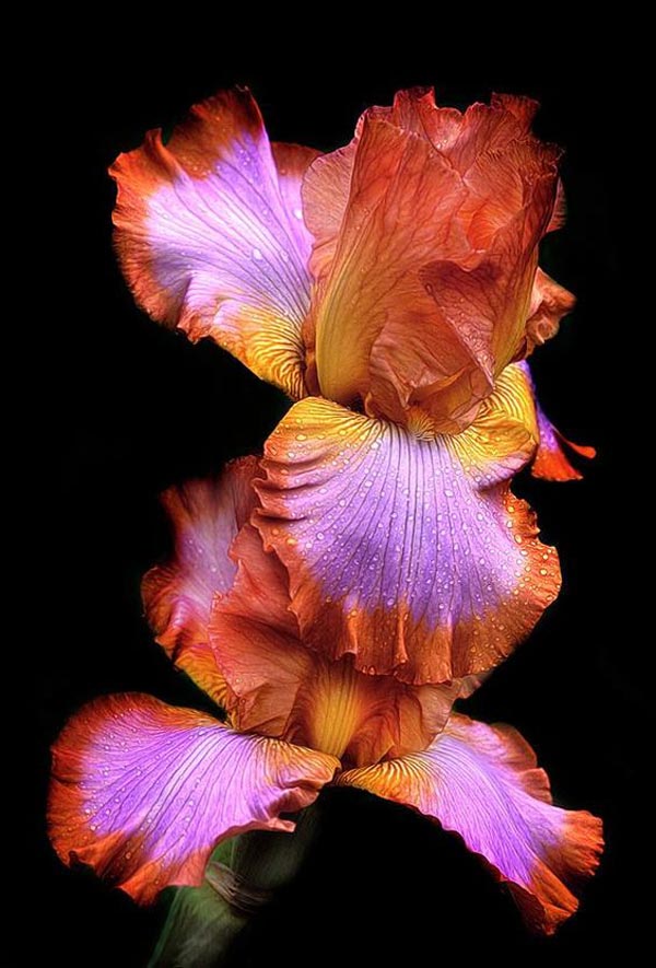 عکس گل زنبق زیبا