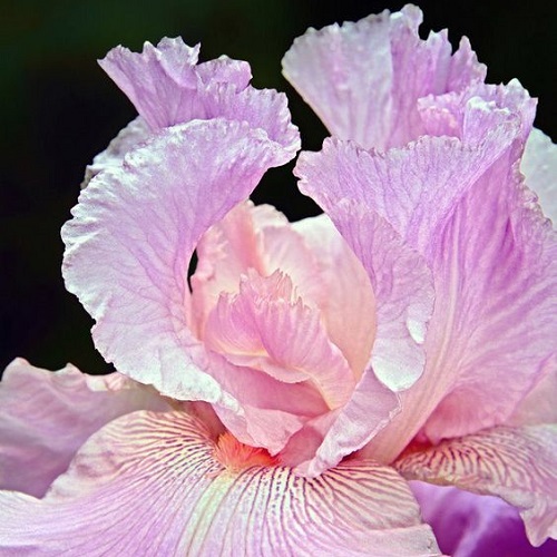 تصاویر زیبای گل زنبق