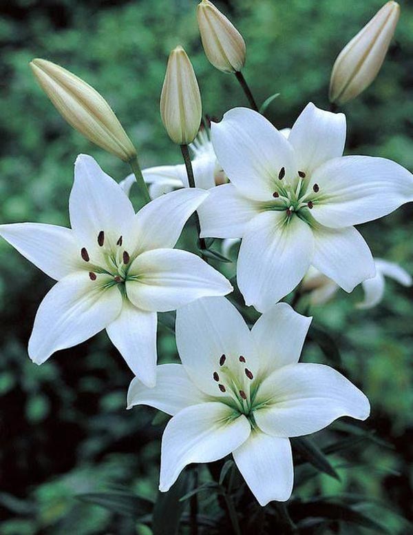 عکس گل سوسن سفید