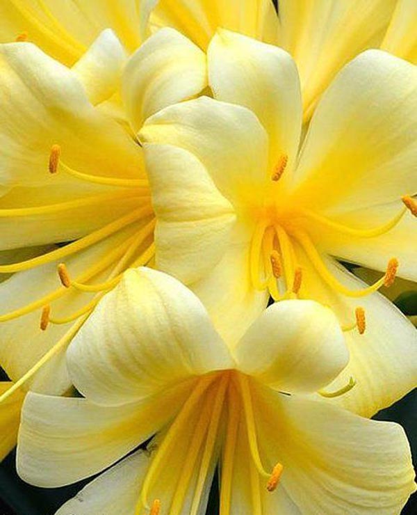 عکس گل سوسن زرد