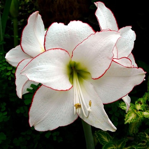 تصاویر پروفایل گل سوسن سفید