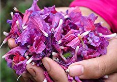 همه چیز درباره کاشت گل گاو زبان و سود کشت گل گاو زبان