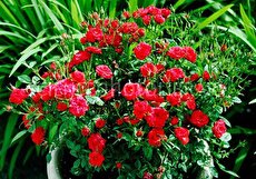 کاشت و نگهداری گل ساناز در گلدان؛ ایده خوشرنگ برای دکوراسیون