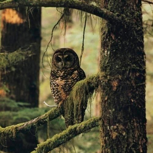 عکس جغد در جنگل
