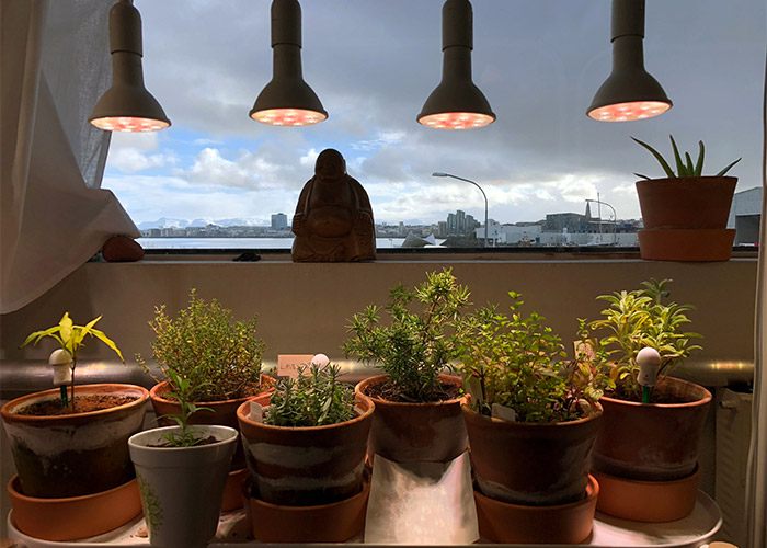 طریقه استفاده از نور مصنوعی برای گیاهان آپارتمانی