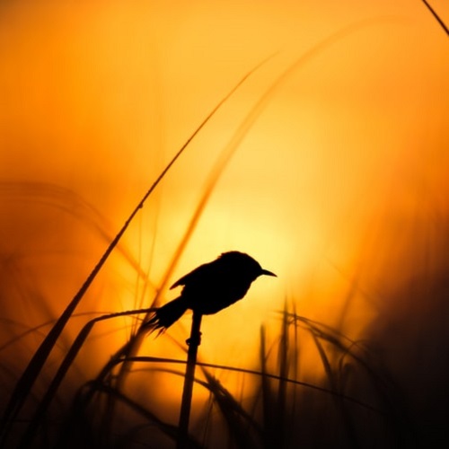 عکس غروب آفتاب و پرنده 