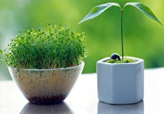 آموزش کاشت سبزه در آب برای عید نوروز