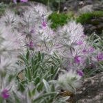 خواص چای کوهی