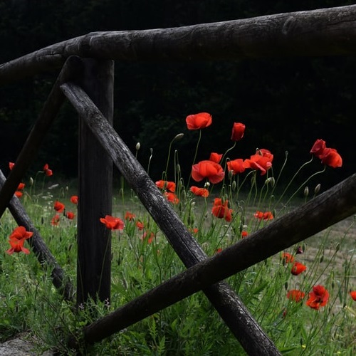 عکس پروفایل گل شقایق پشت نرده‌های چوبی