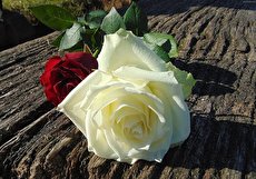 ۲۵ شعر گل رز به همراه متن و جملات عاشقانه گل سرخ