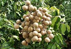 نحوه پرورش میوه لونگان در خانه