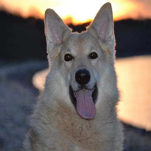 عکس چهره سگ ژرمن سفید