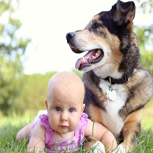 عکس سگ ژرمن با بچه 