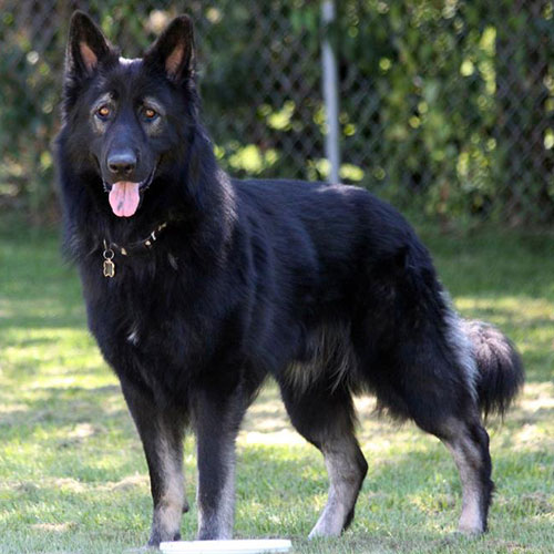 عکس سگ ژرمن سیاه
