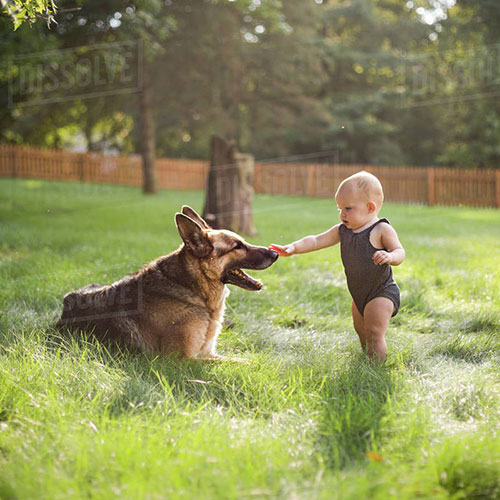 عکس سگ ژرمن با بچه 