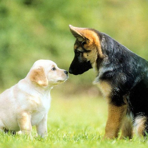 عکس توله سگ ژرمن و توله سگ سفید