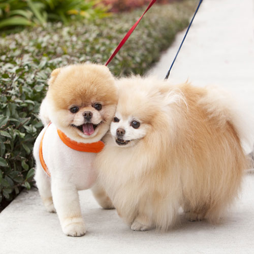عکس دو سگ پشمالوی خوشگل