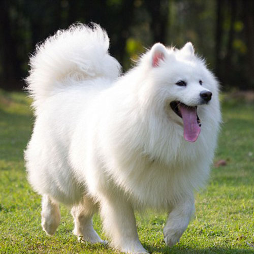 عکس سگ پشمالوی سفید