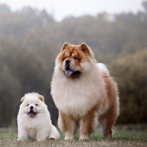 عکس سگ چاو چاو پشمالو و سگ پشمالوی سفید