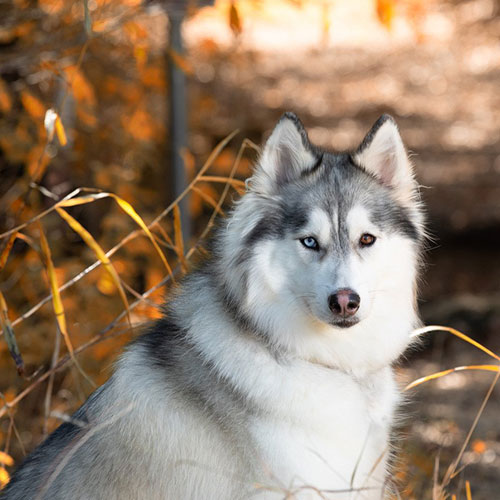 عکس سگ هاسکی با چشمان دو رنگ