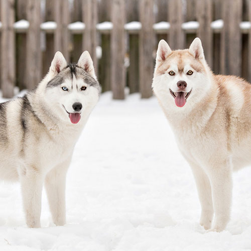 عکس دو نژاد از سگ هاسکی