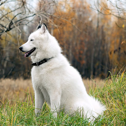 عکس سگ هاسکی سفید