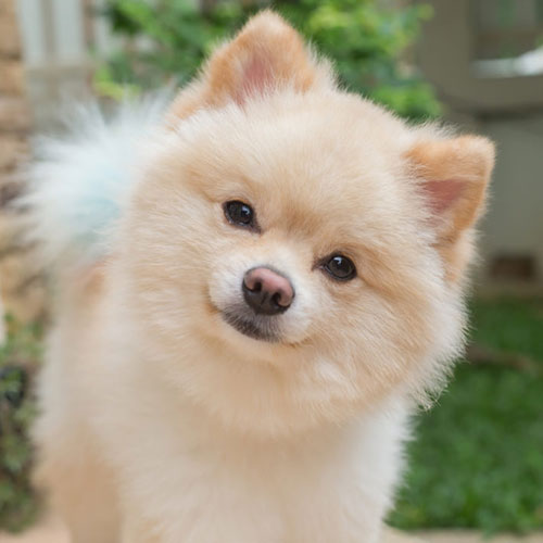 عکس چهره سگ اشپیتز سفید