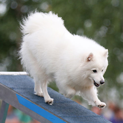 عکس سگ اشپیتز در حال بازی