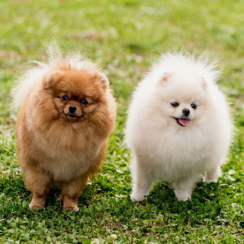 عکس دو توله سگ اشپیتز خوشگل