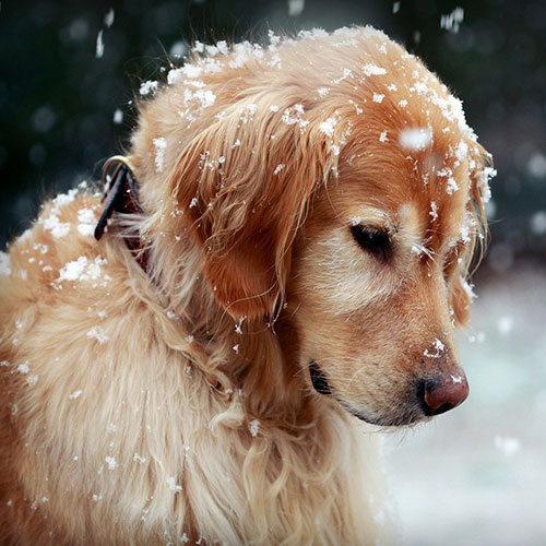عکس سگ در برف برای پروفایل