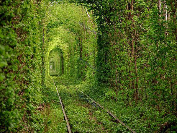 عکس  طبیعت زیبا و رویایی تونل بهشتی