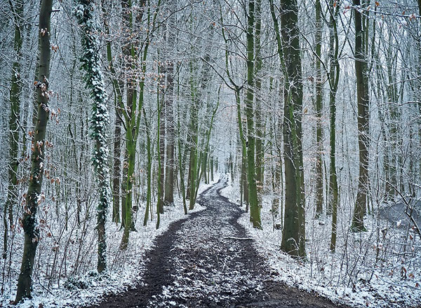 عکس طبیعت زمستانی جنگل