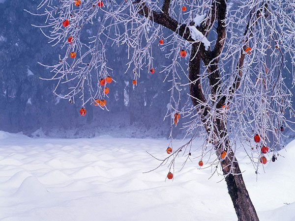 عکس طبیعت زمستانی یک درخت