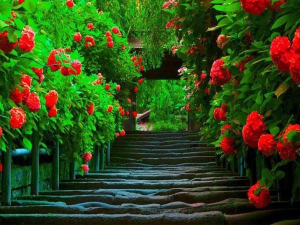 عکس راه پله ای زیبا با کیفیت بالا