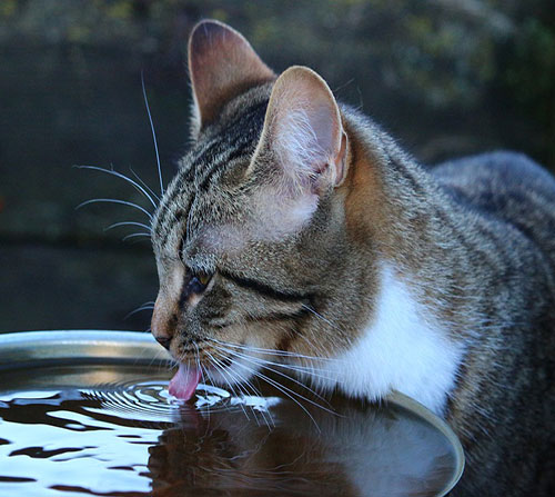 عکس آب خوردن گربه 