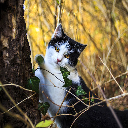 عکس گربه در جنگل