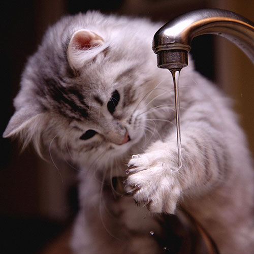 عکس آب بازی گربه بامزه 