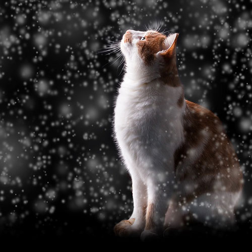 عکس گربه در برف