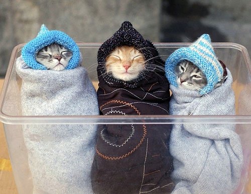 عکس سه بچه گربه ملوس