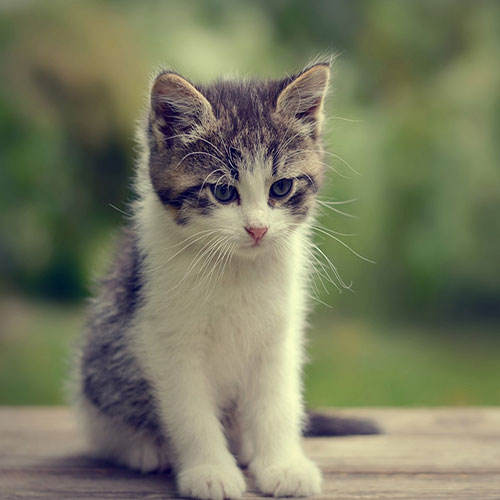 عکس بچه گربه خوشگل