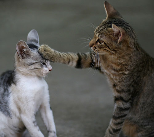 عکس بازی دو بچه گربه ملوس