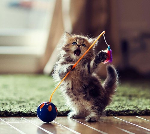 عکس بچه گربه در حال بازی