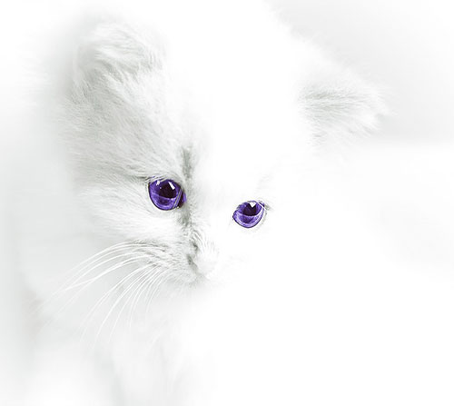 عکس گربه سفید پشمالو