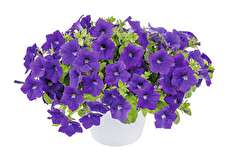 همه چیز درباره نحوه کاشت و نگهداری گل اطلسی