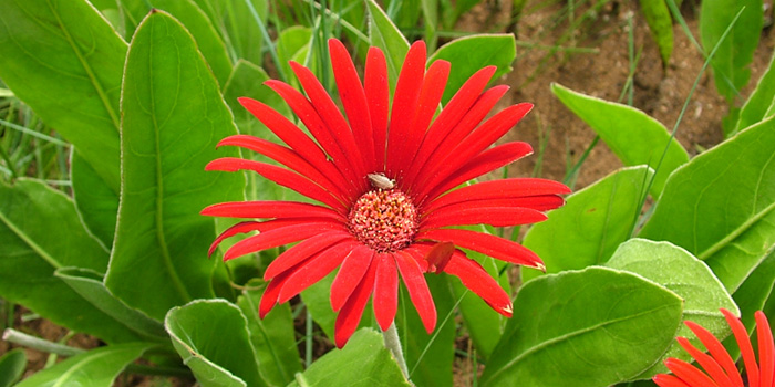 عکس گل ژربرا 