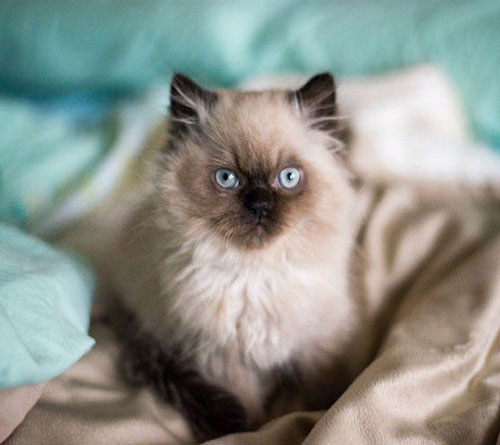 قیمت گربه پرشین ۱۴۰۲