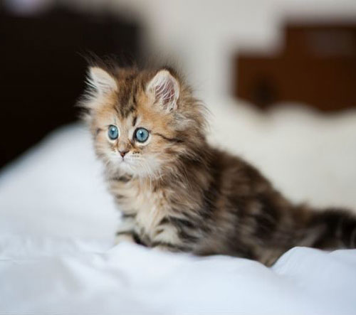 عکس بچه گربه پرشین خوشگل
